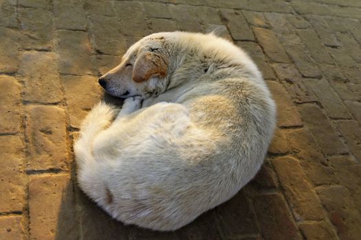 Dog sleeping on a paved floor