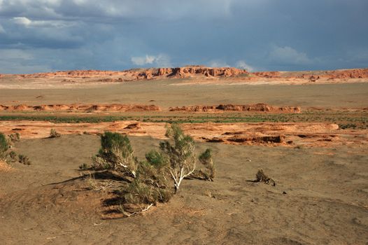 Bayanzag in Gobi desert with a  Saxaul tree