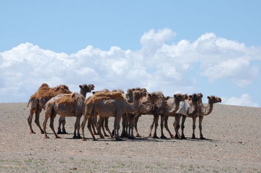 Herd of camels in the Gobi Desert, Mongolia