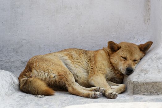 Dog sleeping against a white wall