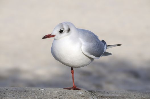 red-billed gull in Kühlungsborn Germany North Sea