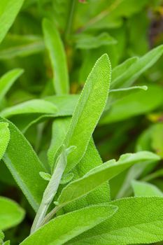 Fresh sage in the herb garden