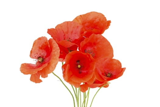 Wild red poppy flowers