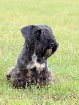 Czech Terrier on the meadow