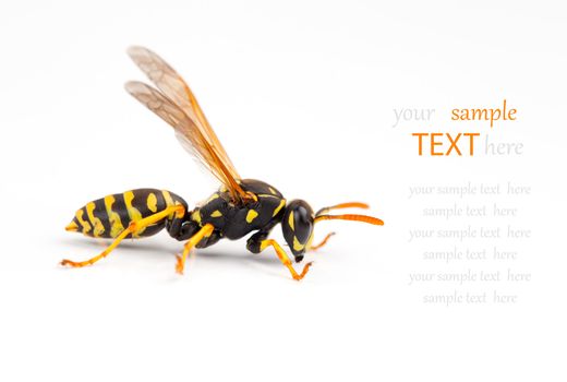 wasp isolated on white background