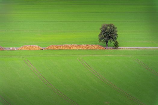 Green field with wood pile and one tree