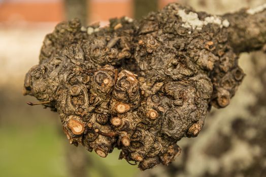 pruned branch of a tree in winter