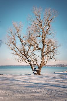 Tree in winter at the waterside of a lake on a sunny day with snow