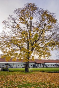 tree in autumn with colored leaves and building in background