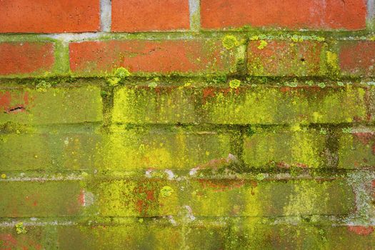 Green moss on a wall made ​​of red bricks