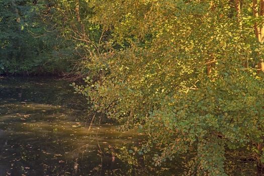 Water ditch on sunset with tree