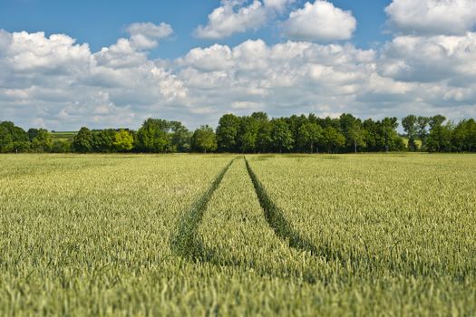 Field with cereals in Bavaria Germany with trees and clouds on blue sky