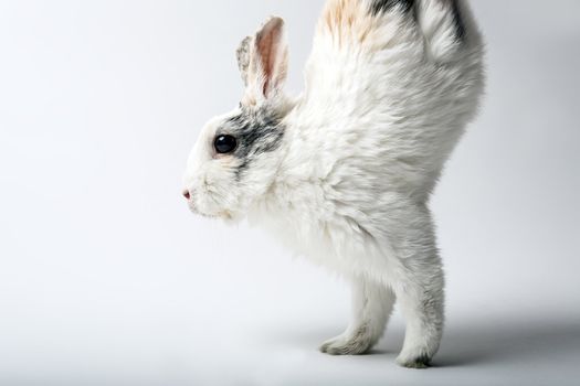 white rabbit runs on two front paws on white background