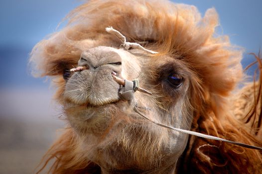 Portrait of a Mongolian camel in Gobi desert