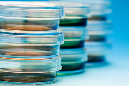 Petri dishes in the laboratory of the clinic