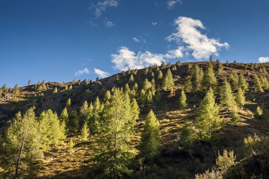 Hill with conifers on a sunny day with blue sky and white clouds in South Tirol Europe