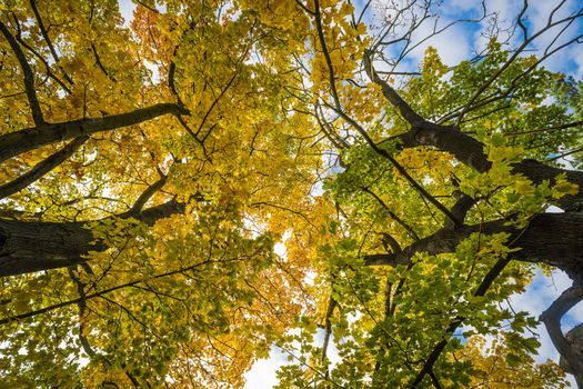 Trees with colored leaves in autumn with blue sky and white clouds