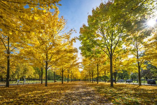 Trees with colorful leaves in a small park in Dresden in the autumn