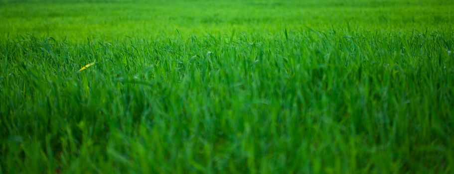 background of green grass