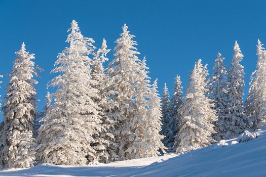 Pine trees in snow with blue sky in the winter