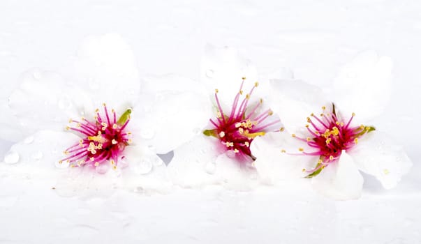 Blossoming almond flowers on a white background