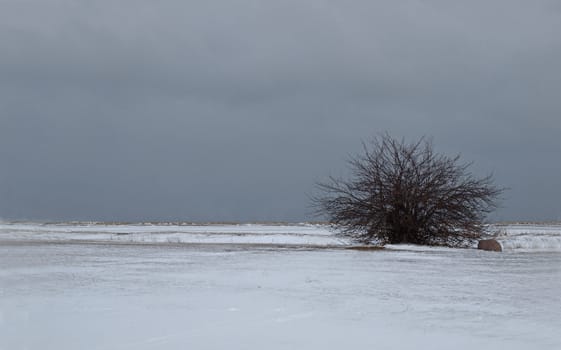 single tree on a landscape of cold winter morning