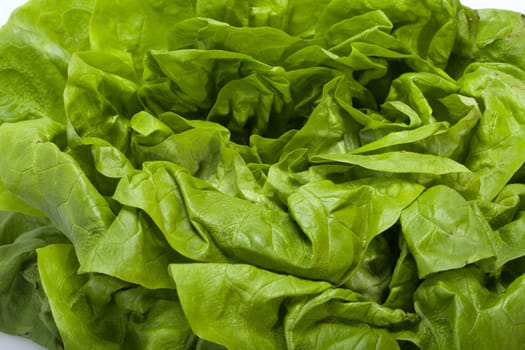 Fresh green Lettuce salad isolated on white background 