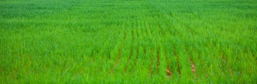 background of green grass