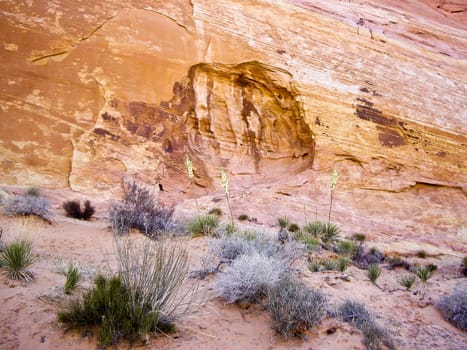 Desert flora blooms in Valley of Fire State Park, Nevada USA