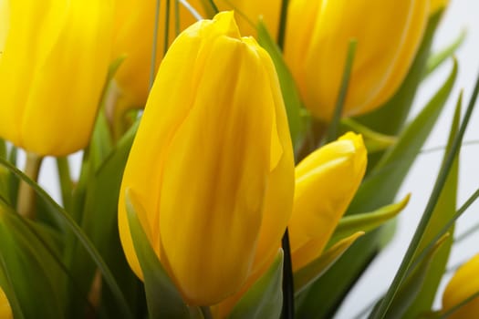 Yellow tulips isolated on white background 