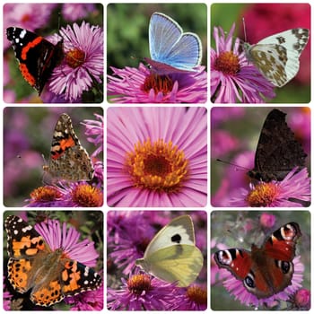 collage with butterflies sitting on chrysanthemum