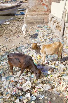 Vertical landscape caught on the island of Bet Dwarka, Gujarat, India of the hindu symbol pair of sacred cows having to rummage and feed out of rubbish, trash and litter on the shoreline of the island whilst a third approaches for left overs