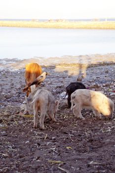 Dwarka Roadtrip. A cow, a crow and wild boar piglets look for food amongst trash at bet Dwarka, Gujarat India. A piglet allowing the crow to ride on its back without any issues