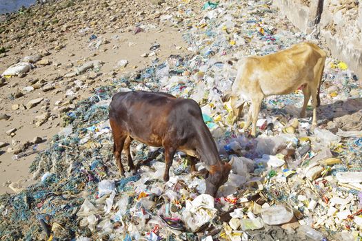 Landscape caught on the island of Bet Dwarka, Gujarat, India of the hindu symbol sacred cows having to rummage and feed out of rubbish, trash and litter on the shoreline of the island