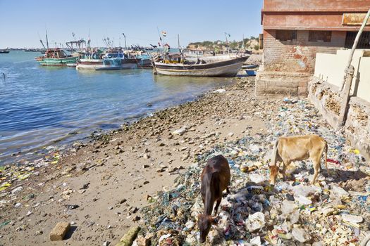 Landscape taken on February 27 2013 at Bet Dwarka of the beach and shoreline littered with trash where cows are rummageing in the debris to feed. Otherwise an idyllic setting with blue sky and boats in there moorings