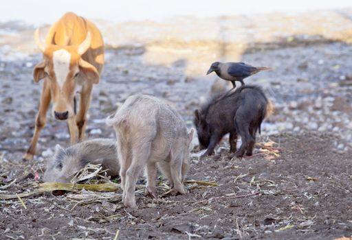 Landscape of a cow, a crow and wild boar piglets looking for food amongst trash at bet Dwarka, Gujarat India. A piglet allowing the crow to ride on its back without any issues