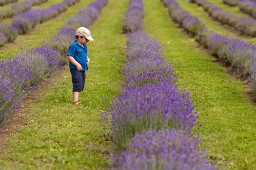 Cute little boy walking in a lavender field