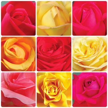 collage with red and yellow roses