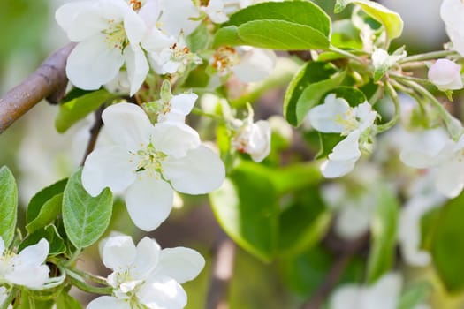 Blossoming apple-tree