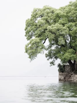 Tree on Barahi Temple island in Pokhara, Nepal, vertical shot