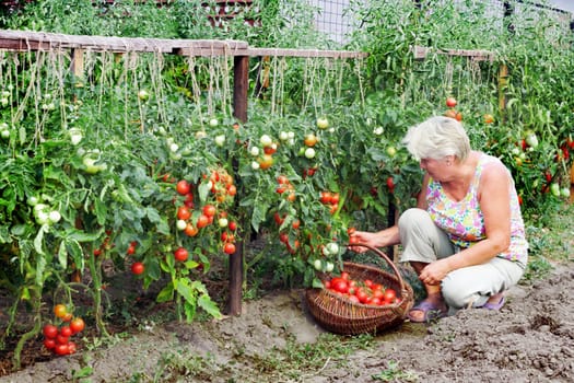 Elderly mistress of a kitchen garden received harvest of tomatoes