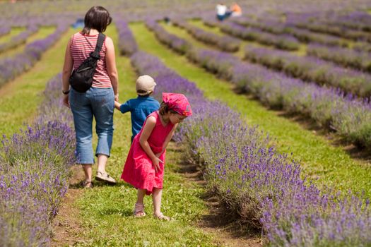 Family enjoying a walk in a lavender field