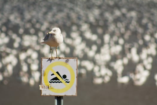 Seagull standing on a no-swimming sign in front of migrating snow geese