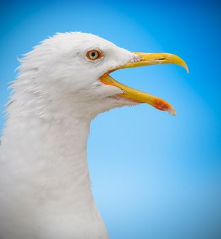 Beautiful portrait of a seagull with a blue background