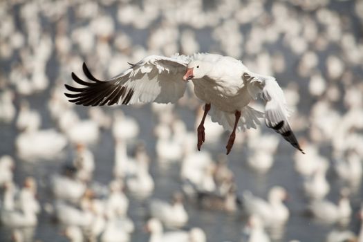 Migration of snow geese in Canada