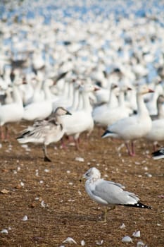 Seagull standing in front of migrating snow geese