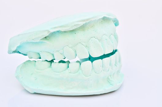 human teeth, model