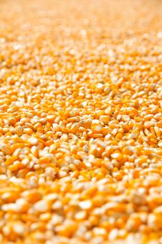 corn seed background