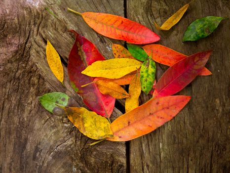 Autumn fall red golden dried leaves over aged wood