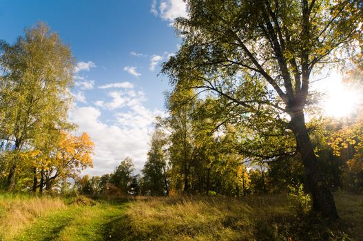 Colorful autumn landscape with sun shining through a tree